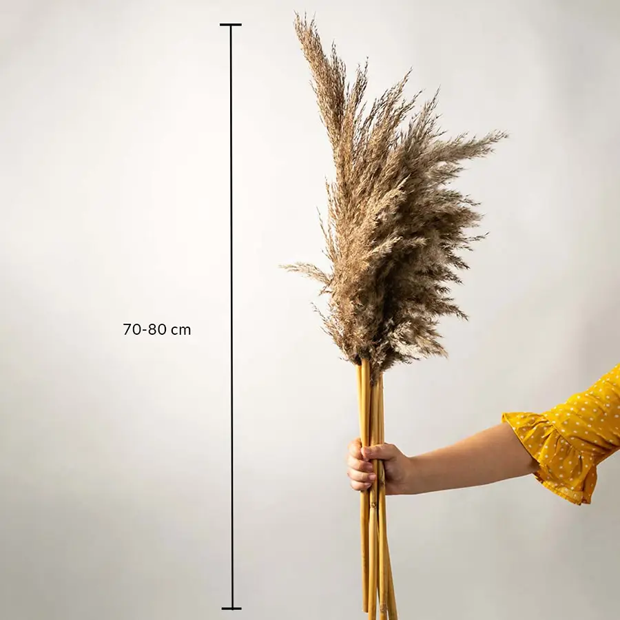 Hand holding a bunch of natural pampas grass stems measuring 70 to 80 cm in length against a neutral background.